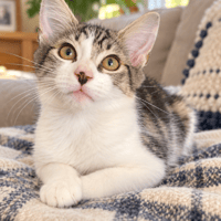 POUM, chat à adopter
