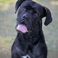 EROS, chien à adopter