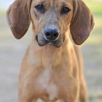 TINO, chien à adopter