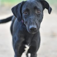 BAGHEERA, chienne à adopter