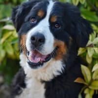 OMER, chien à adopter