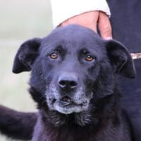 Belinda - kinderliebe Familienhündin, Hündin zur Adoption