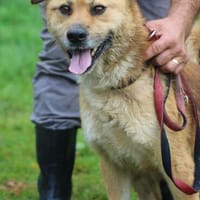 Mirosha - aufgeweckte Familienhündin, Hündin zur Adoption