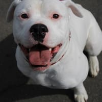 Ghost, Hund zur Adoption