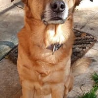 Darcy sucht seine Familie, Hund zur Adoption