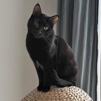 Verschmuster Charly sucht Zuhause, Kater zur Adoption