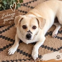 Gretel sucht ihre Familie, Hündin zur Adoption
