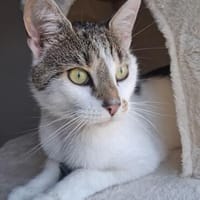 Mike sucht sein Für-immer-Zuhause, Kater zur Adoption