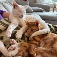 Borat & Johnny Dreamteam sucht Familie zum kuscheln, Kater zur Adoption
