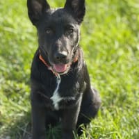 Einstein - Aufgeweckter Junghund sucht spannende Familie, Hund zur Adoption