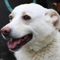 Siriu - zutraulich u. aufgeweckt, Hund zur Adoption