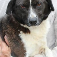 Batida  sehr liebenswerte, kleine Hündin, Hündin zur Adoption