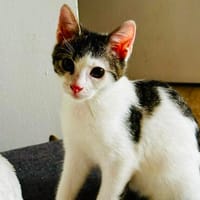 Hübscher Cocco sucht sein Für-immer-Körbchen, Kater zur Adoption