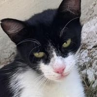 Traumkätzchen Aurora sucht sein Kuschelkörbchen, Katze zur Adoption