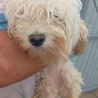 Loraine-Lili  das kleine Maltipoo-Wölkchen auf der Suche na, Hündin zur Adoption