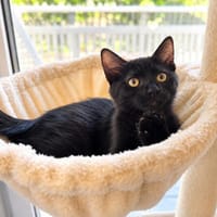 Daisy, stubenreine Schönheit, ca. 4 Monate, Katze zur Adoption