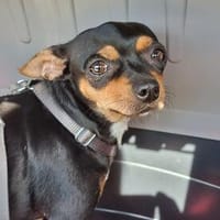 Genia, jetzt Thilda - eine zauberhafte kleine Hündin, Hündin zur Adoption