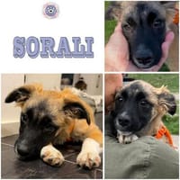 SORALI ° Kleine zarte Zuckermaus, Hündin zur Adoption