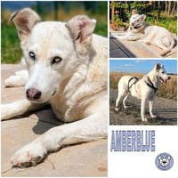 Amberblue ° der blaue Bernstein, Hündin zur Adoption