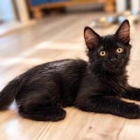 Donald, stubenreiner Herzensbrecher, ca. 4 Monate, Kater zur Adoption