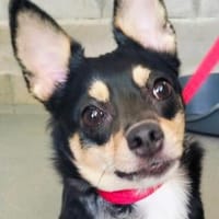 kleine Aria, Hündin zur Adoption
