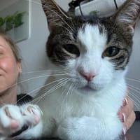 Jack, fröhlicher Schmusekater, ca. 1 Jahr, Kater zur Adoption