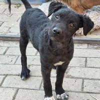 Welpe Mike möchte Spiel, Spaß und ein Zuhause, Hund zur Adoption