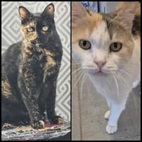 Die Freundinnen Perla FIV+ und Karla suchen ein neues Zuhaus, Katze zur Adoption