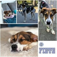 FIETE ° voller Lebensfreude und bereit für alles, was kommt!, Hund zur Adoption
