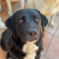 Aron, Notfall in Deutschland, Hund zur Adoption