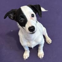 Nolito -aktiv, neugierig und clever-, Hund zur Adoption