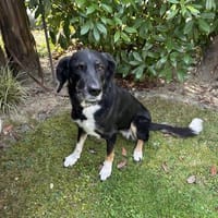 Vermittlungshilfe - Emma, Hündin zur Adoption