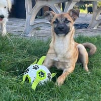 Adi, Hund zur Adoption