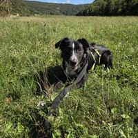 Ole, Hund zur Adoption