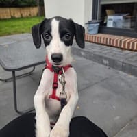 Nouri -freundlich, aufgeschlossen, aktiv-, Hund zur Adoption