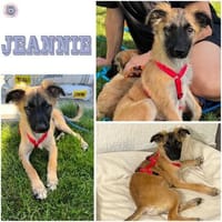 JEANNIE ° Kleine zarte Zuckermaus sucht ihr eigenes zu Hause, Hündin zur Adoption