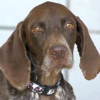 Poppy 19 -schüchtern, zur Pflege in 59423 Unna-, Hündin zur Adoption