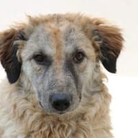 Cora, Man muss nicht perfekt sein, Hündin zur Adoption