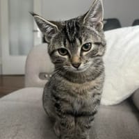 Milo sucht sein Für-immer-Zuhause, Kater zur Adoption