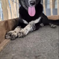 MARIA, Hündin zur Adoption