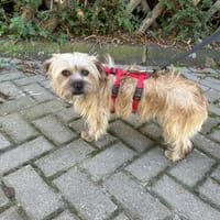 Penny sucht ein Zuhause 🏡, Hündin zur Adoption
