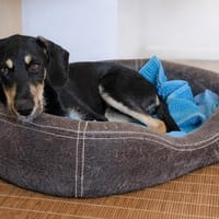 Begleitet Luca Sie durch Ihr Leben?, Hund zur Adoption