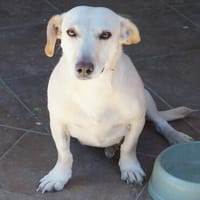 Vani ❤ Schutzgebühr 500 Euro, Hündin zur Adoption