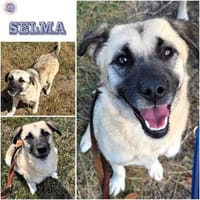 SELMA ° Traumhündin sucht ihre eigenen Menschen, Hündin zur Adoption