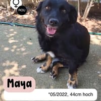 Fröhliche MAYA sucht ihre Menschen, Hündin zur Adoption