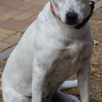 Wendy ❤ Schutzgebühr 500 Euro, Hündin zur Adoption