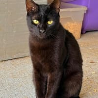 Majid, verspielter Kittenjunge, ca. 1 Jahr, Kater zur Adoption