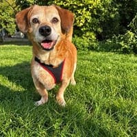 Charlie, verschmuster Senior, ca. 11 Jahre, Hund zur Adoption