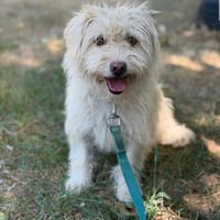 Norna sensible kleine Hundedame sucht ihr Für-Immer-Körbchen, Hündin zur Adoption