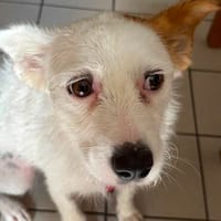 Verschmuste Rosalie sucht ihre/n Menschen, Hündin zur Adoption